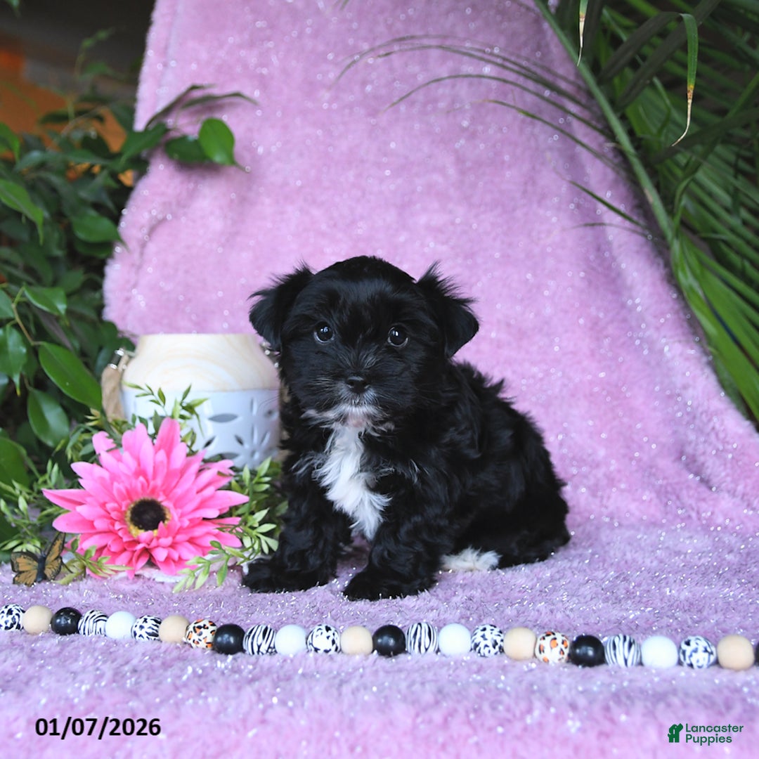 Yorkshire Terrier dogs for sale: Nolea - Ad 3