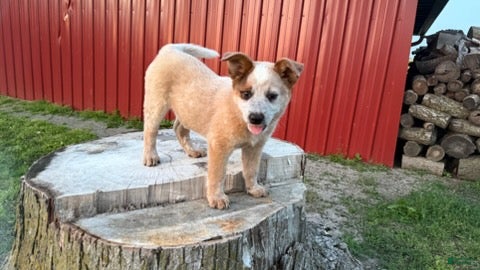 Australian Cattle Dog dogs Toby Keith_Male - Ad 1