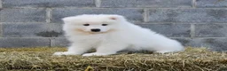 Samoyed dogs for sale: Iceberg - Ad 1