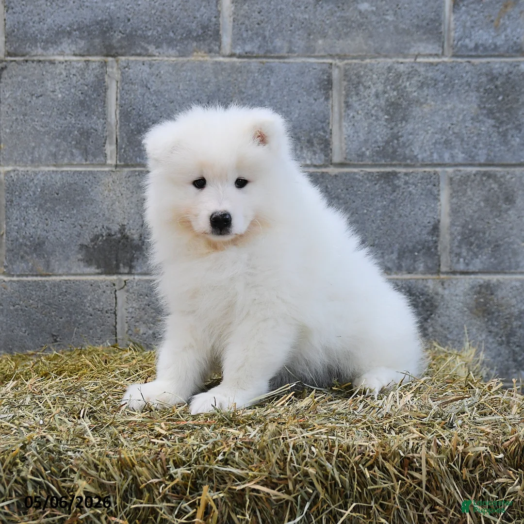 Samoyed dogs for sale: Iceberg - Ad 1