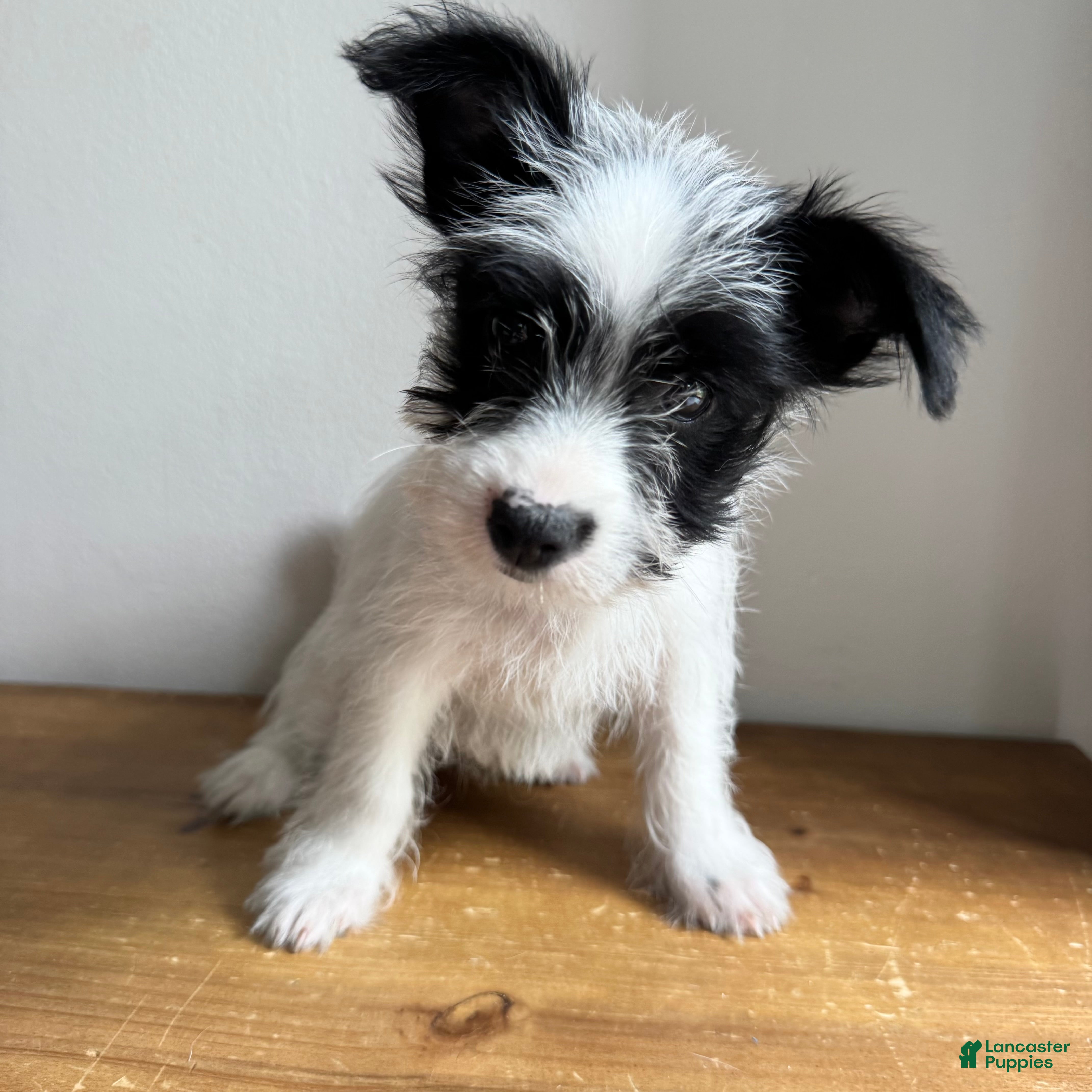 Chorkie dogs Cannoli - Ad 17