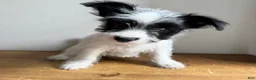 Chorkie dogs for sale: Cannoli - Ad 1