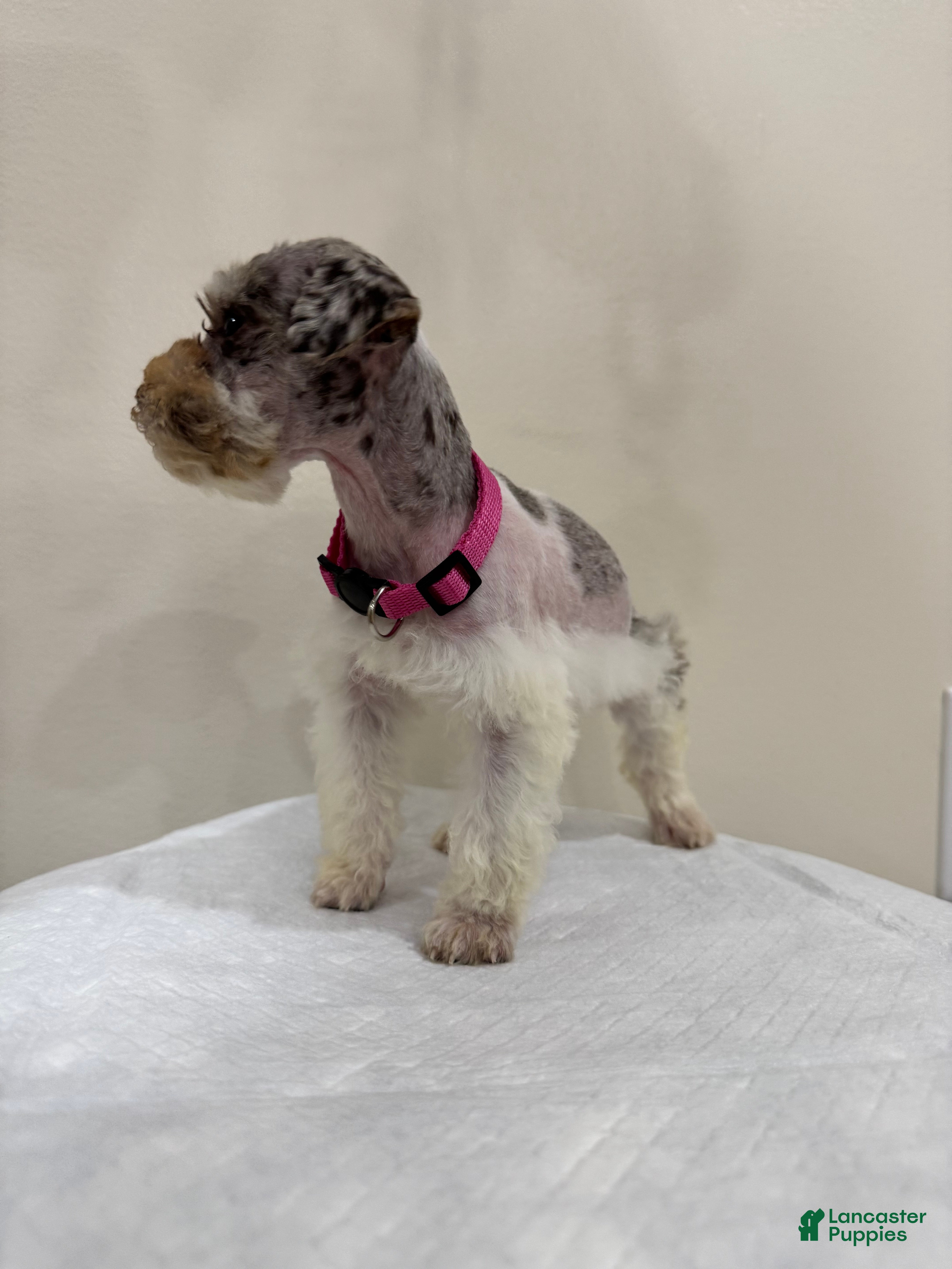 Miniature Schnauzer dogs Miniature Schnauzer Puppy 3 - Ad 2