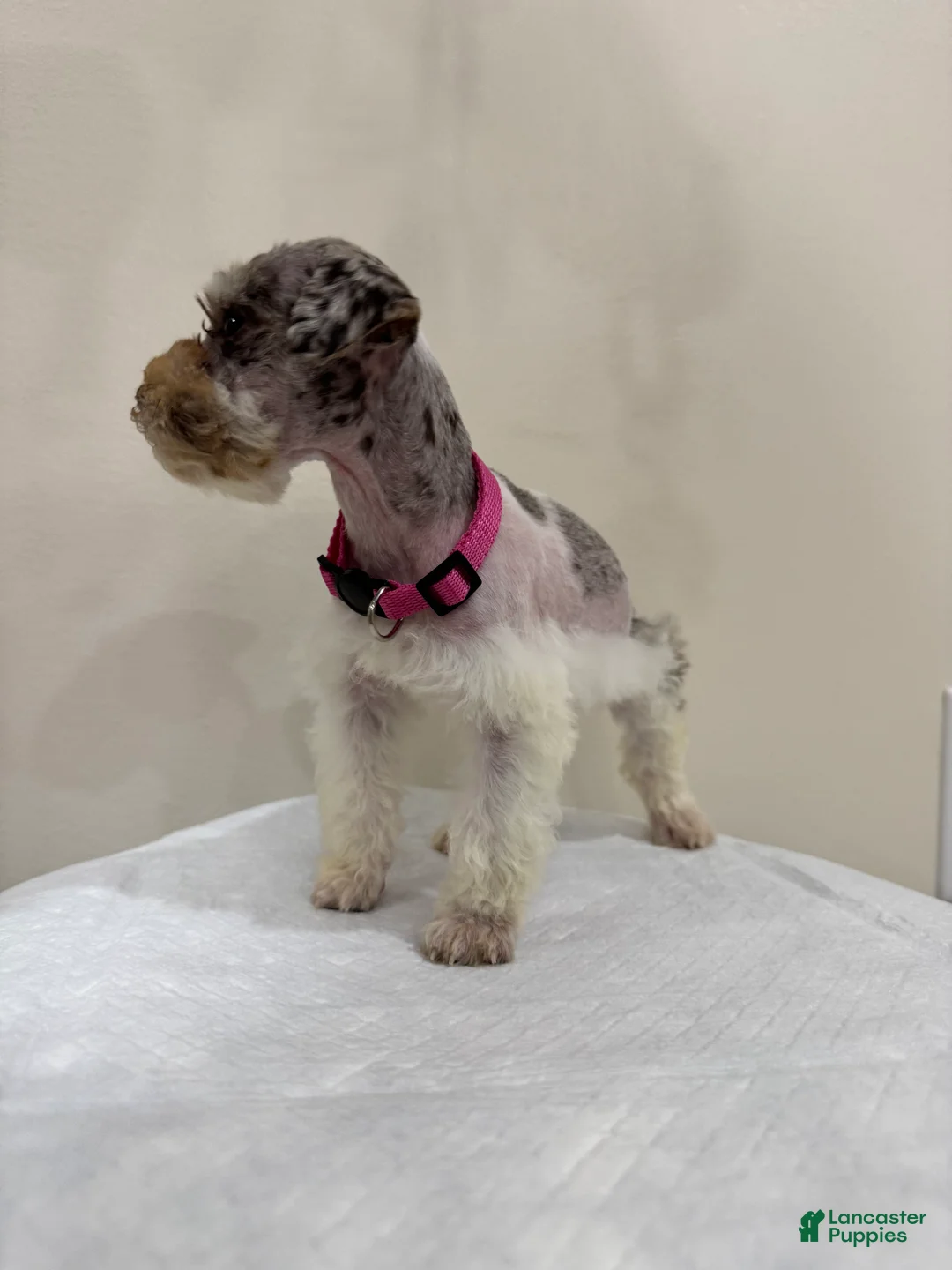 Miniature Schnauzer dogs for sale: Miniature Schnauzer Puppy 3 - Ad 2