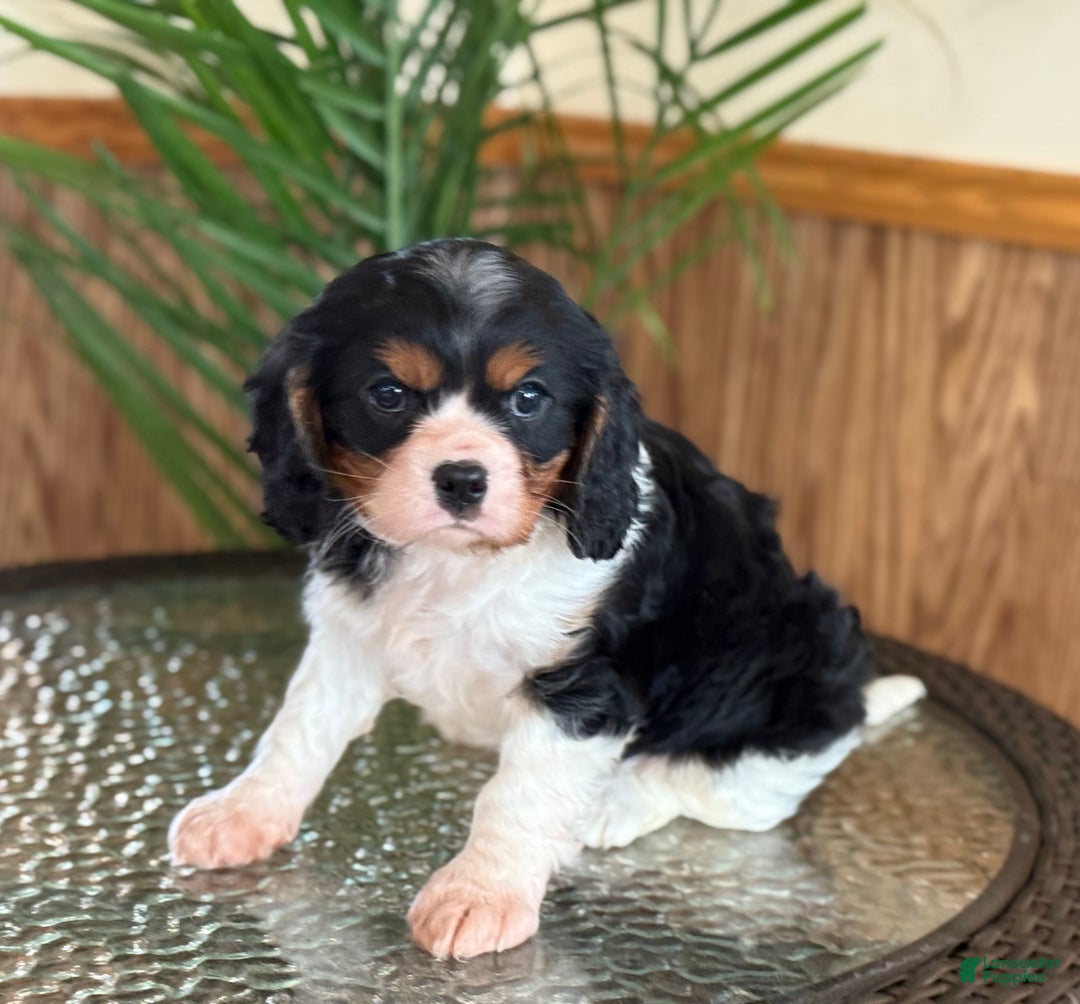 Cavalier King Charles Spaniel dogs for sale: Oreo Cookie - Ad 1