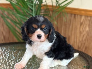 Cavalier King Charles Spaniel dogs Oreo Cookie - Ad 26