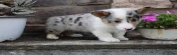 Welsh Corgi Pembroke dogs for sale: Daisy - Ad 5