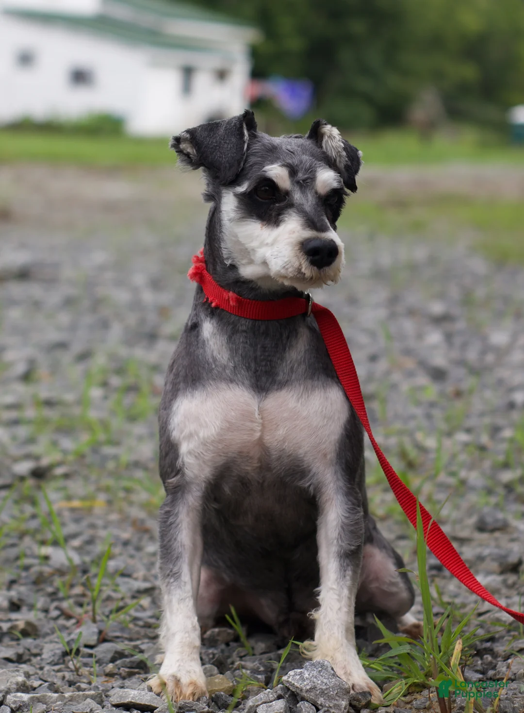 Miniature Schnauzer dogs for sale: Shelly Special Needs - Ad 7