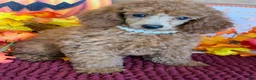 Miniature Poodle dogs for sale: Lucy - Ad 2