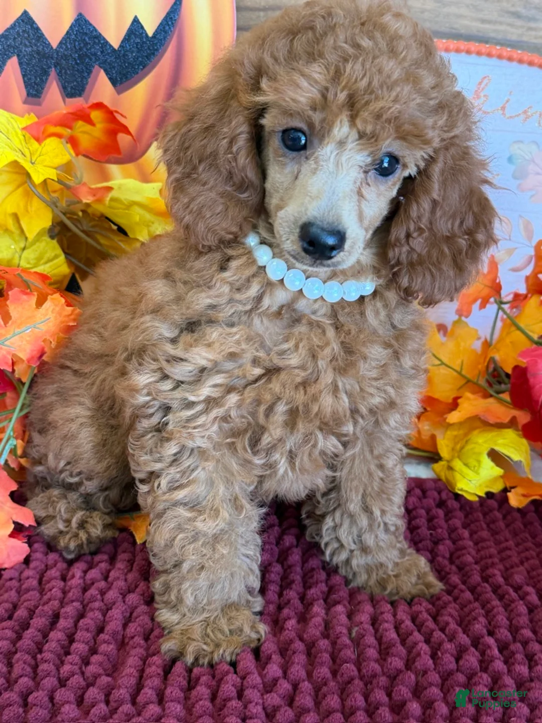 Miniature Poodle dogs for sale: Lucy - Ad 2