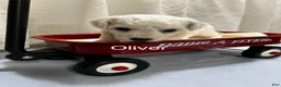 Bichon Frise dogs for sale: Bichon Frise 1 Oliver - Ad 1