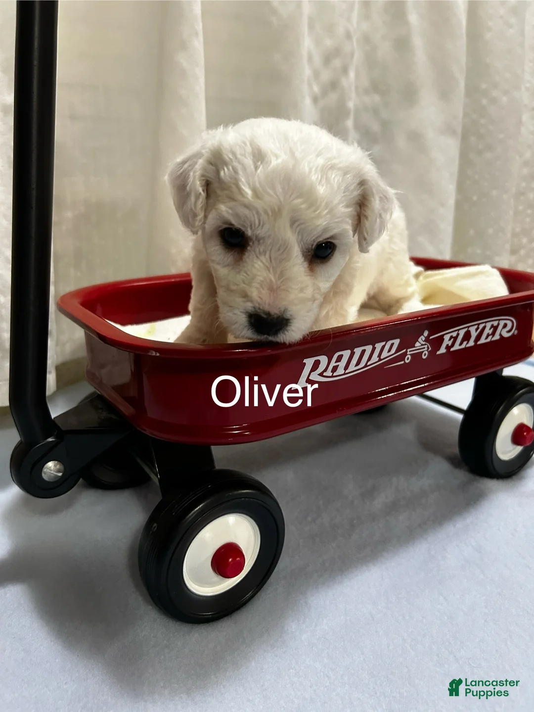 Bichon Frise dogs for sale: Bichon Frise 1 Oliver - Ad 1