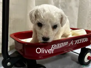 Bichon Frise dogs Bichon Frise 1 Oliver - Ad 9