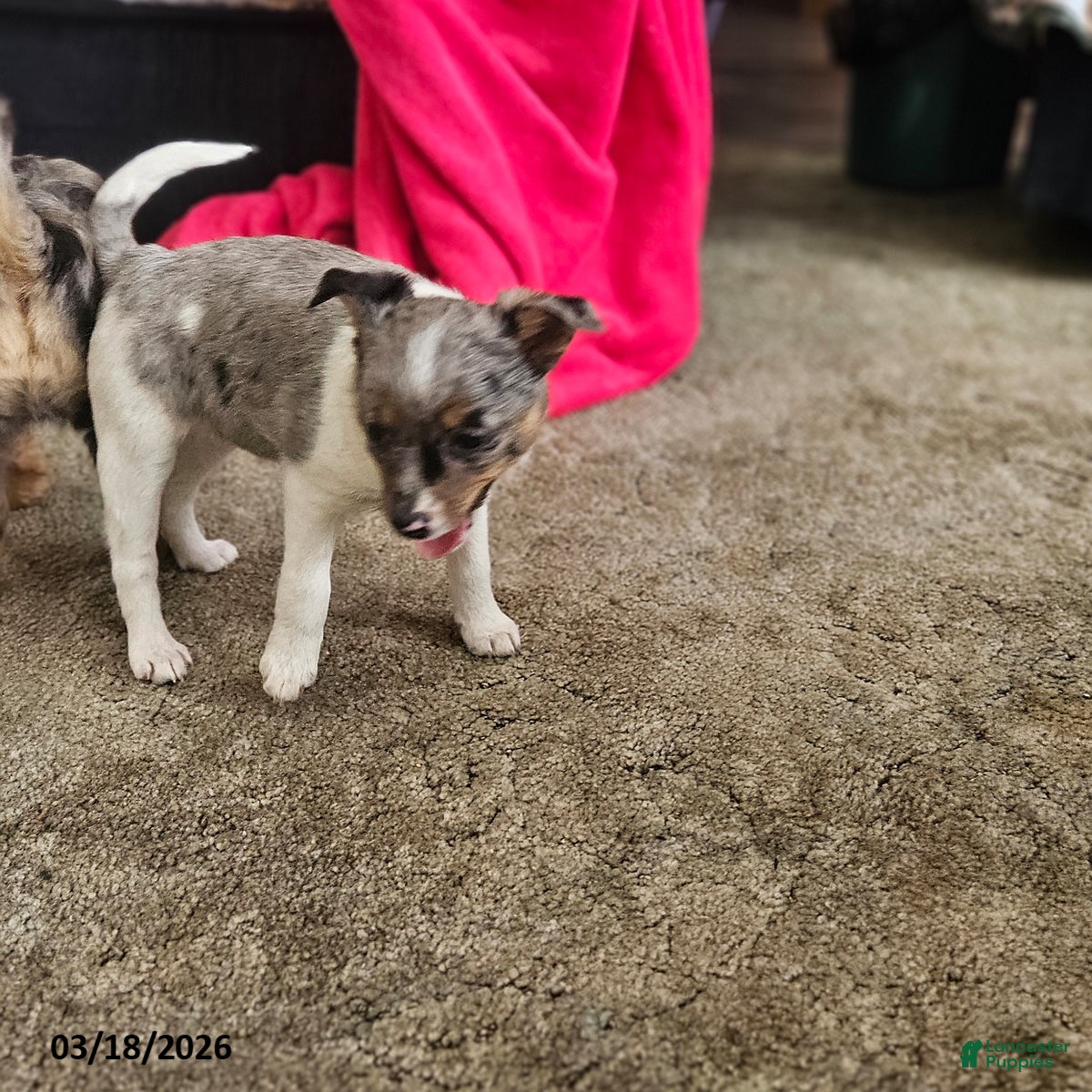 Mixed Breed dogs Daisy - Ad 2