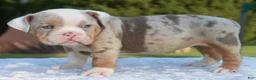 Mixed Breed dogs for sale: Maggie mini hybrid bulldog  - Ad 17