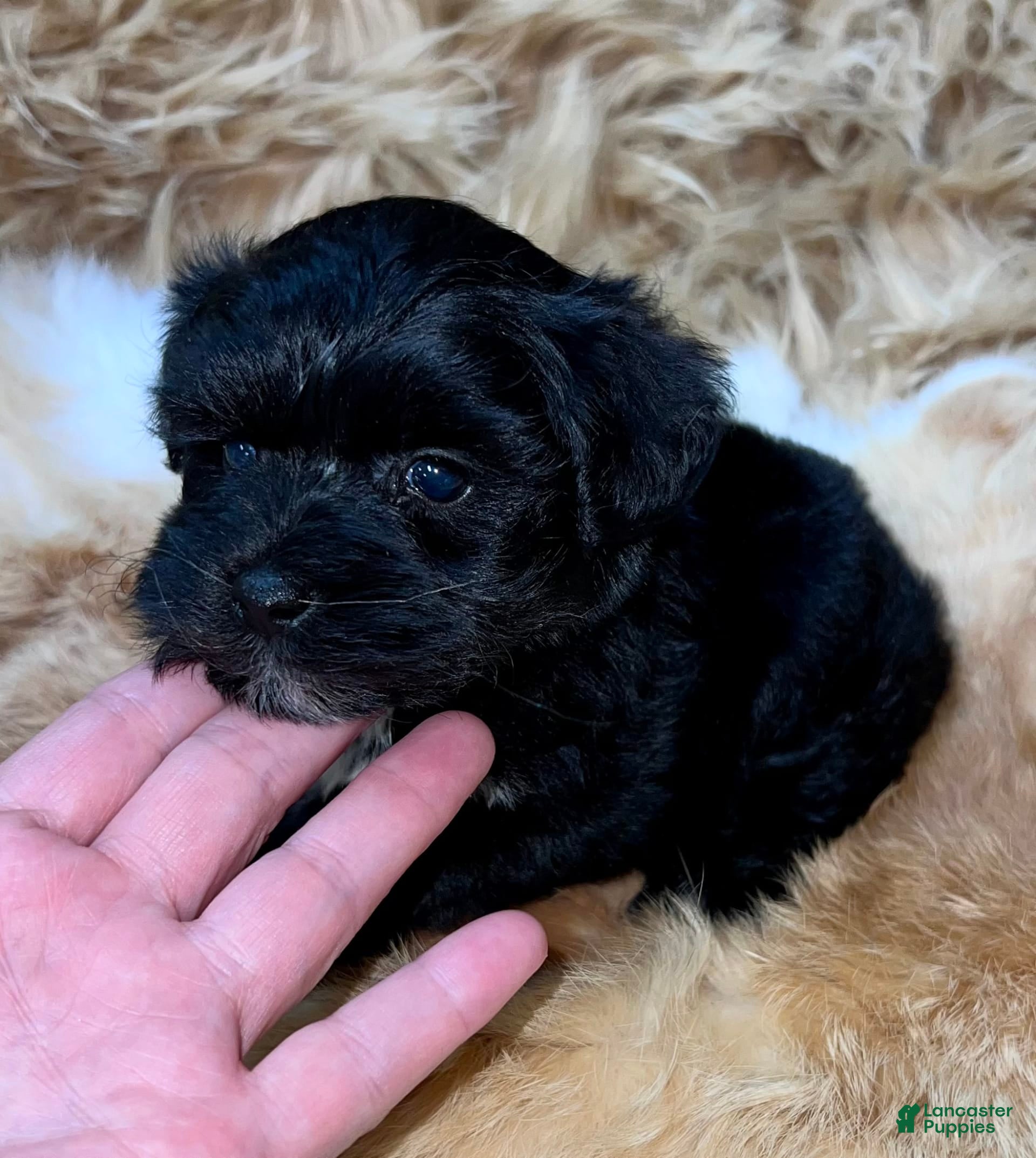 Miniature Schnauzer dogs Emerald - Ad 5