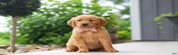 Golden Retriever dogs for sale: Bailey - Ad 7