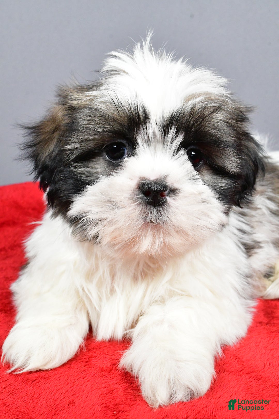 Shih Tzu dogs for sale: Max - Ad 3