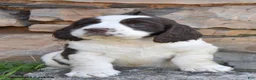 English Springer Spaniel dogs for sale: Sport - Ad 2