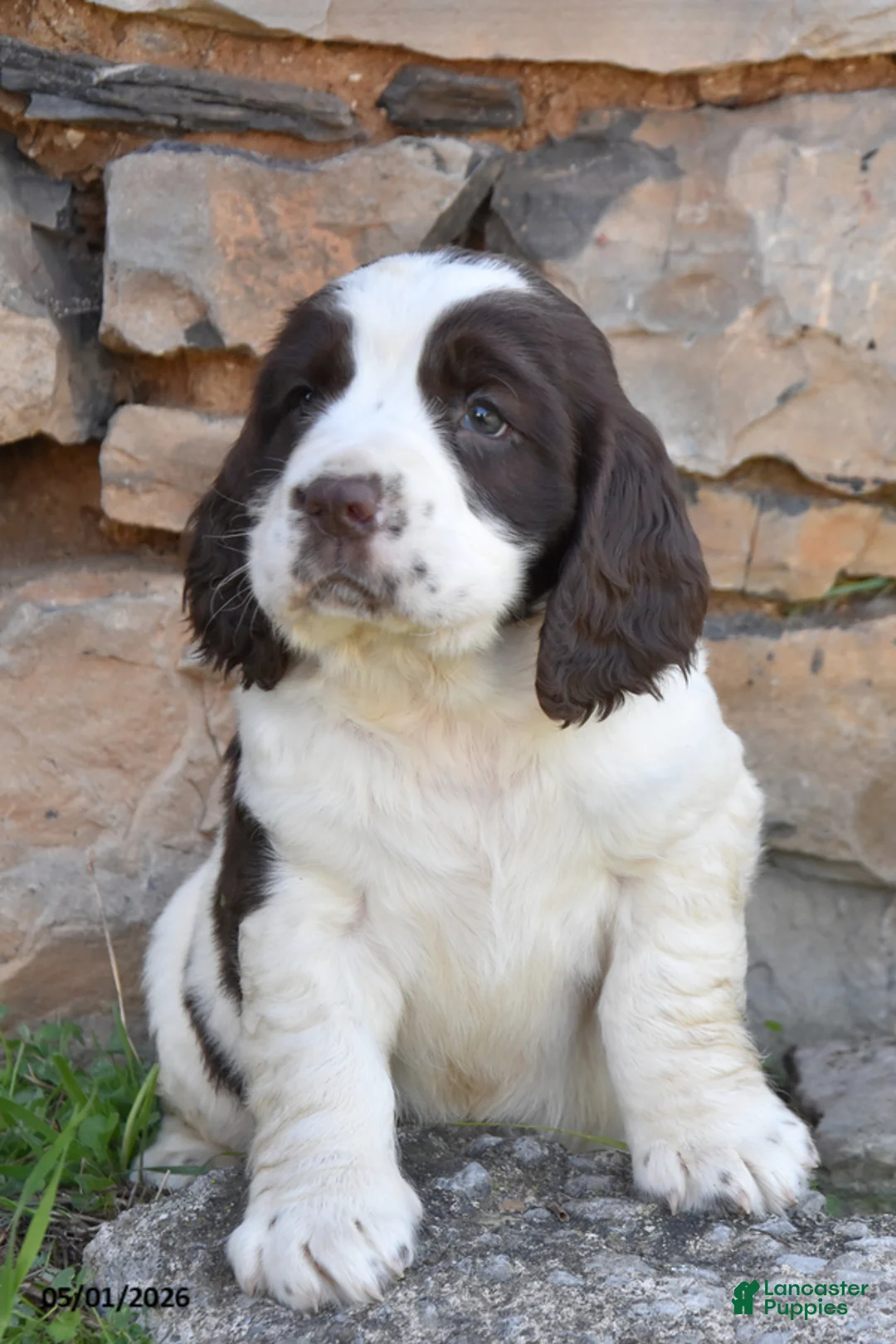 English Springer Spaniel dogs for sale: Sport - Ad 2