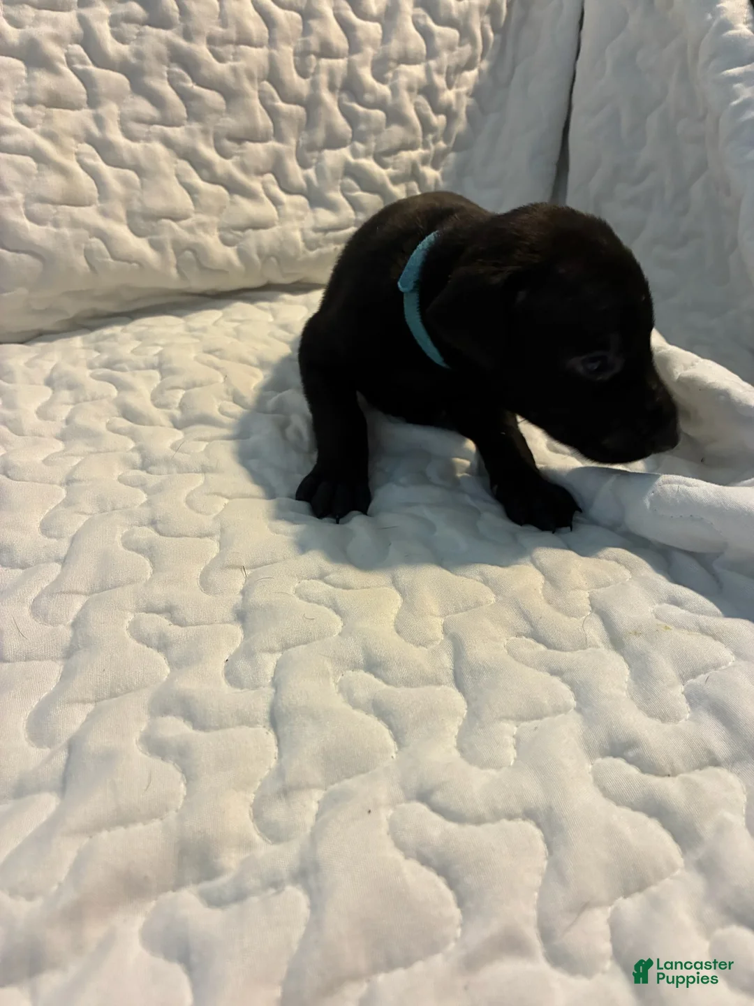 Doberman Pinscher dogs for sale: Coal - Ad 1