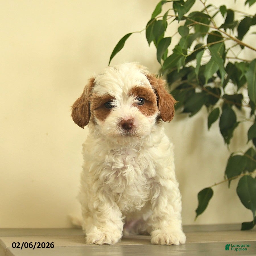 Cavapoo dogs Carla  - Ad 2