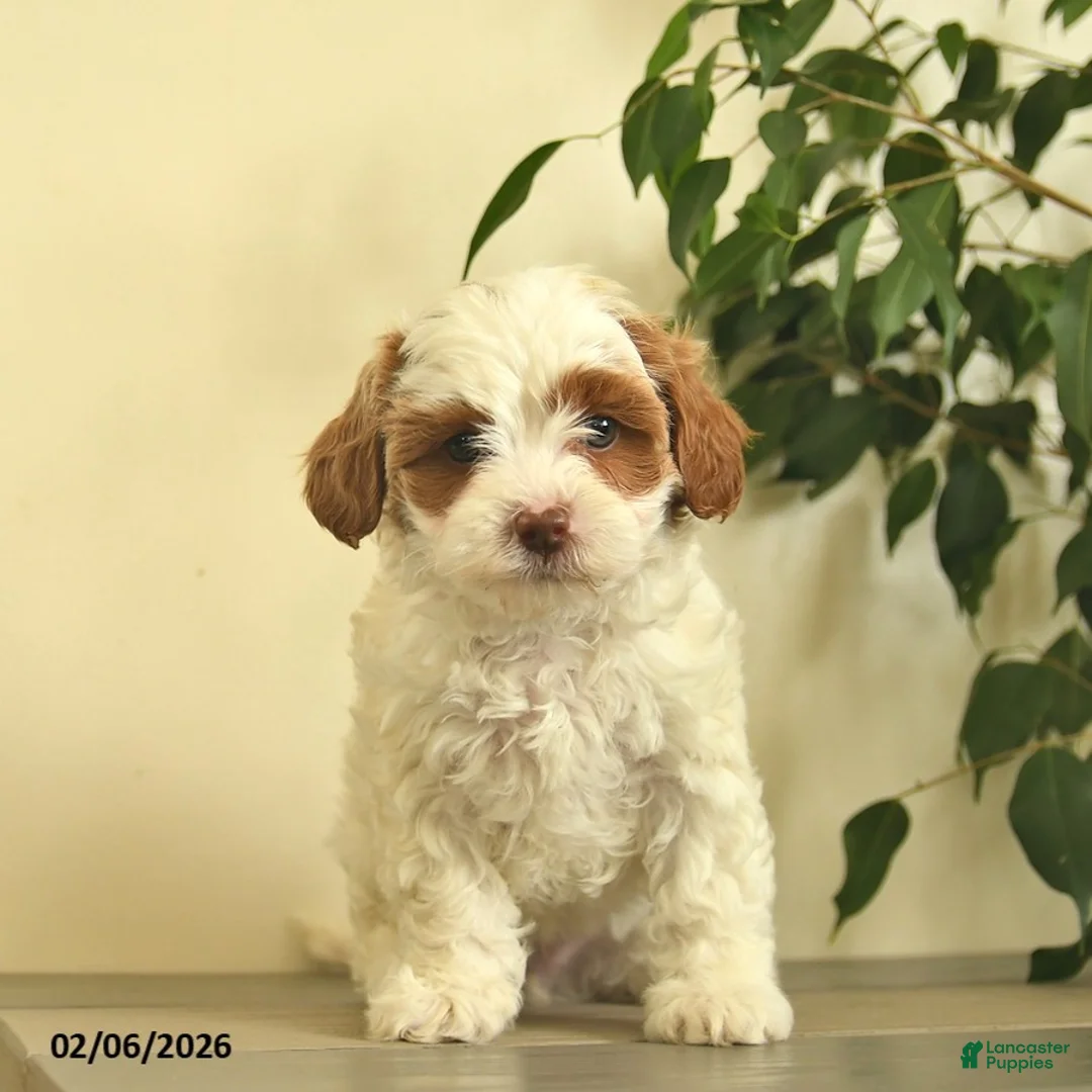 Cavapoo dogs for sale: Carla  - Ad 2
