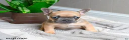 French Bulldog dogs for sale: Lacey - Ad 4