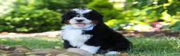 Mini Bernedoodle dogs for sale: Tucker - Ad 7