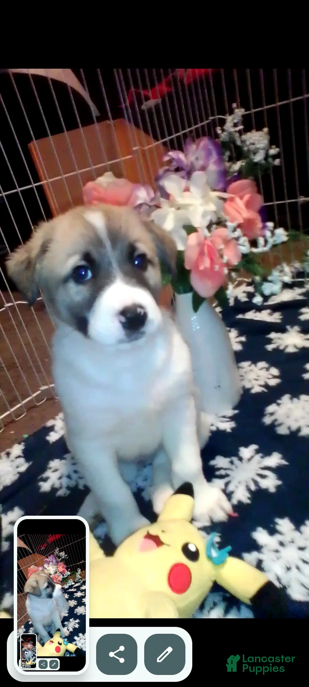 Mixed Breed dogs for sale: BABY JOJO  - Ad 12