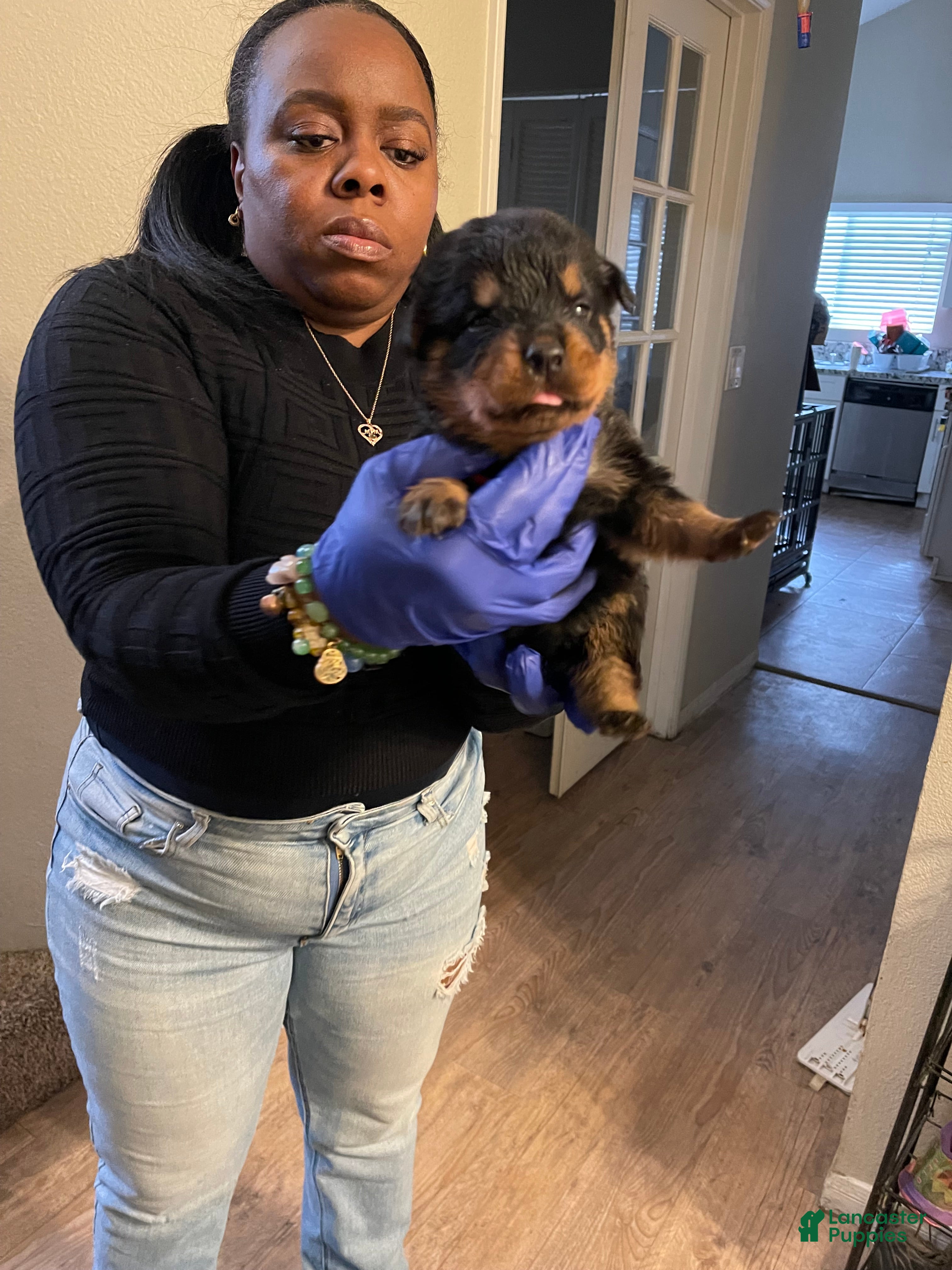 Rottweiler dogs Roxy - Ad 7