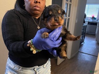 Rottweiler dogs Roxy - Ad 7