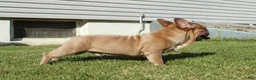 French Bulldog dogs for sale: French Bulldog Puppy 2 - Ad 6