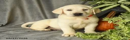 Labrador Retriever dogs for sale: Diesel - Ad 1