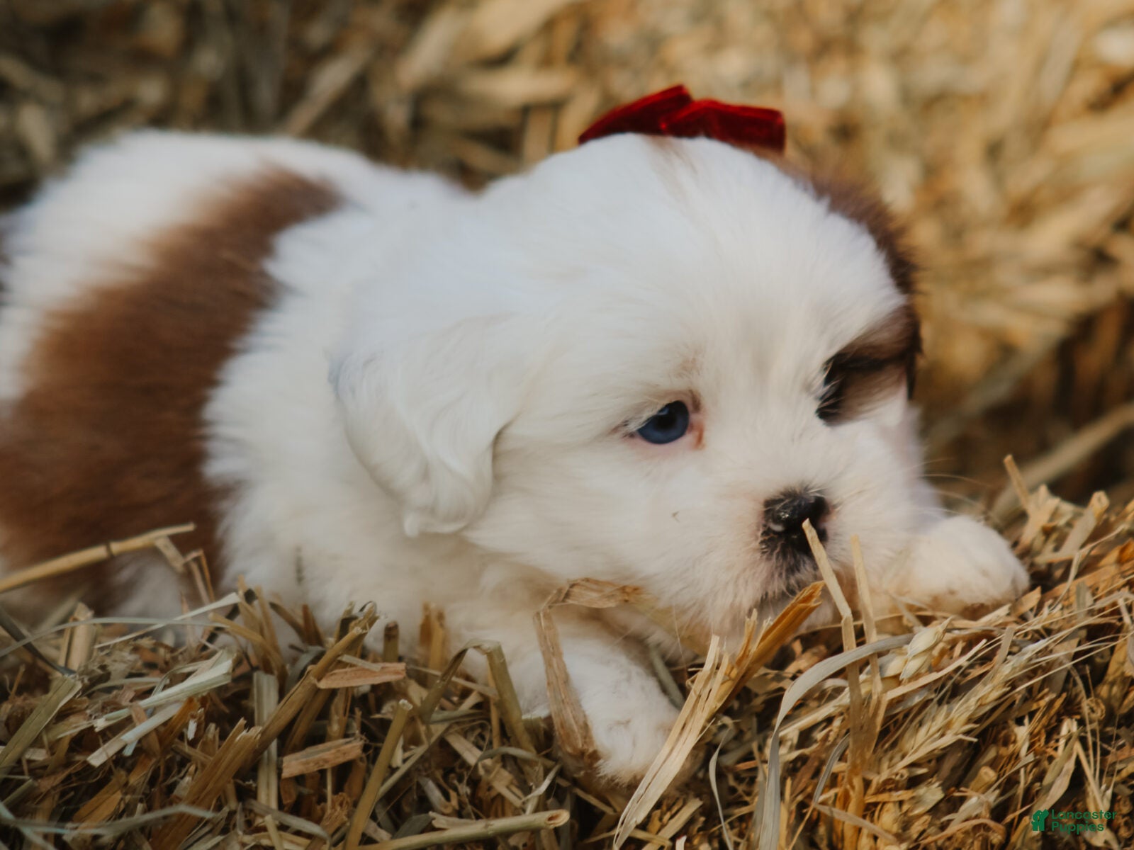 Lhasa Apso dogs Harley - Ad 2