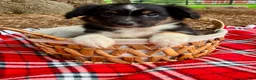 Miniature Australian Shepherd dogs for sale: Addy - Ad 2