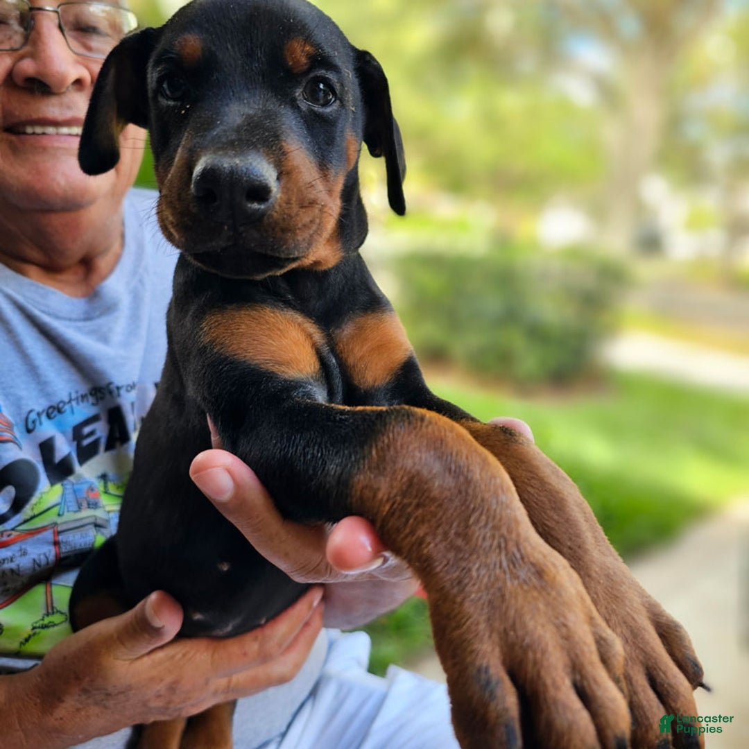 Doberman Pinscher dogs for sale: Black Female - Ad 2