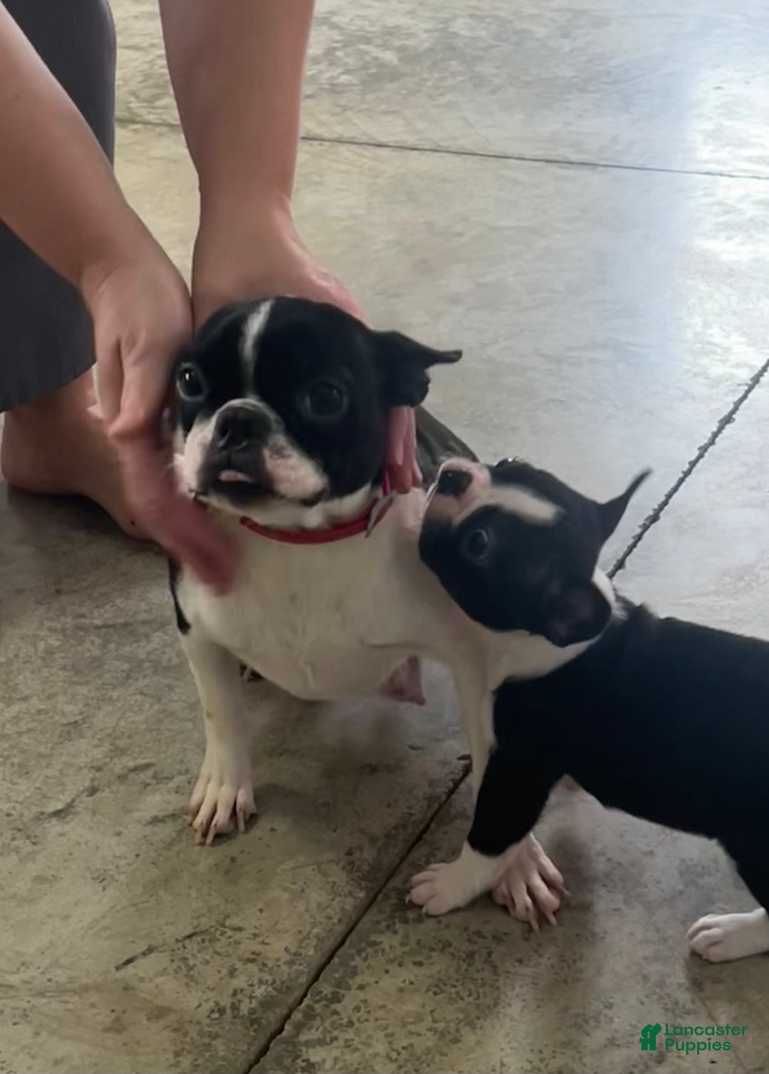 Boston Terrier dogs for sale: Rex - Ad 6