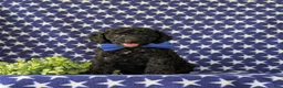 Cockapoo dogs for sale: Brandon Hypoallergenic - Ad 3