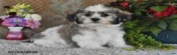 Teddy Bear dogs for sale: Leo - Ad 5