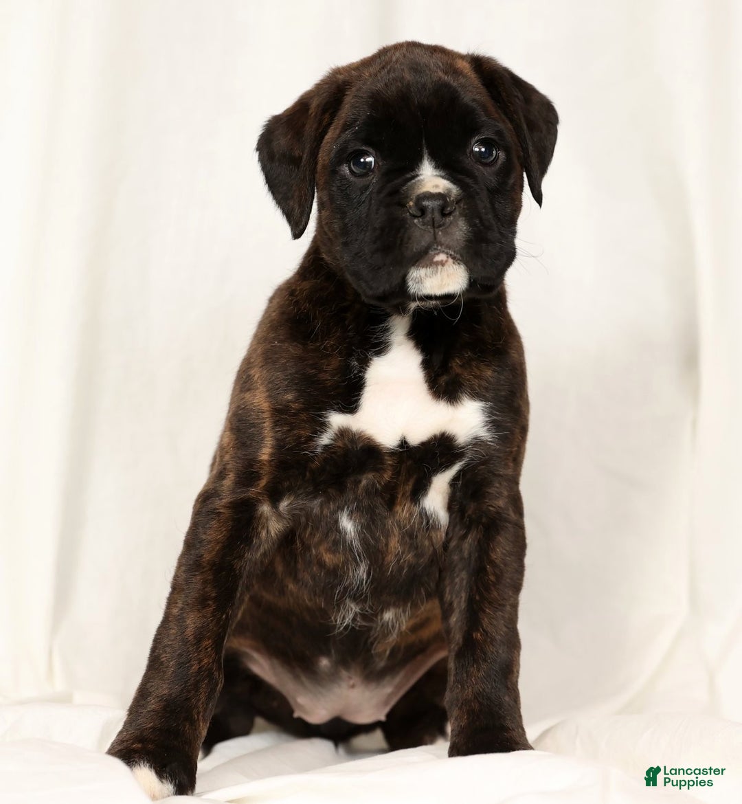 Boxer dogs for sale: Brinley - Ad 5