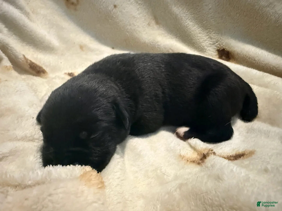 Cane Corso dogs for sale: Sam AKC - Ad 2