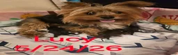 Morkie dogs for sale: Morkie male 6 - Ad 8