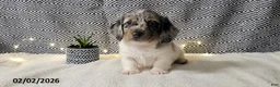 Miniature Dachshund dogs for sale: Justin - Ad 2