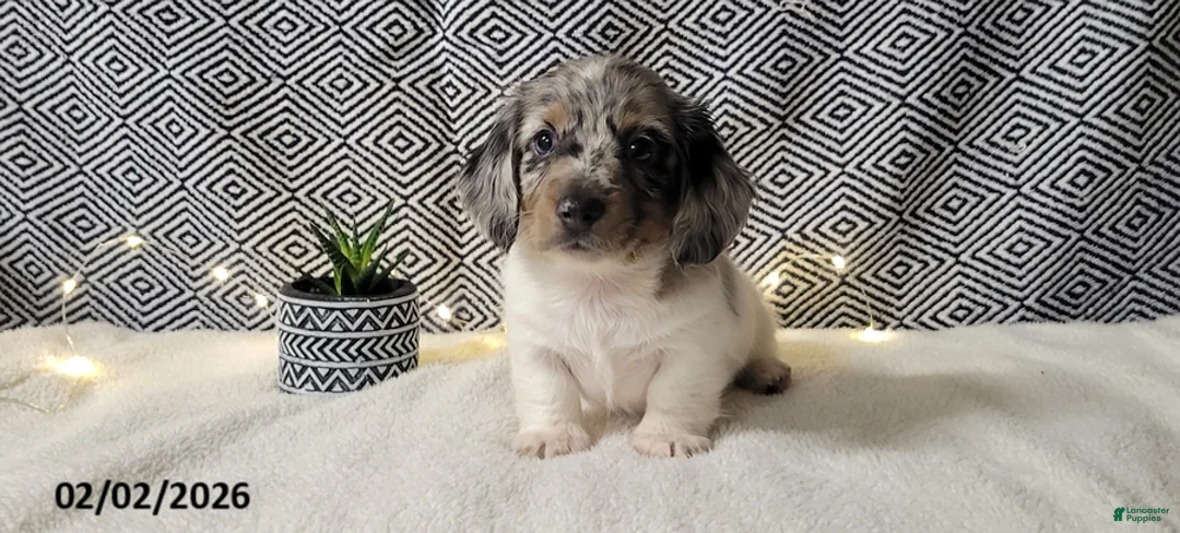 Miniature Dachshund dogs for sale: Justin - Ad 2