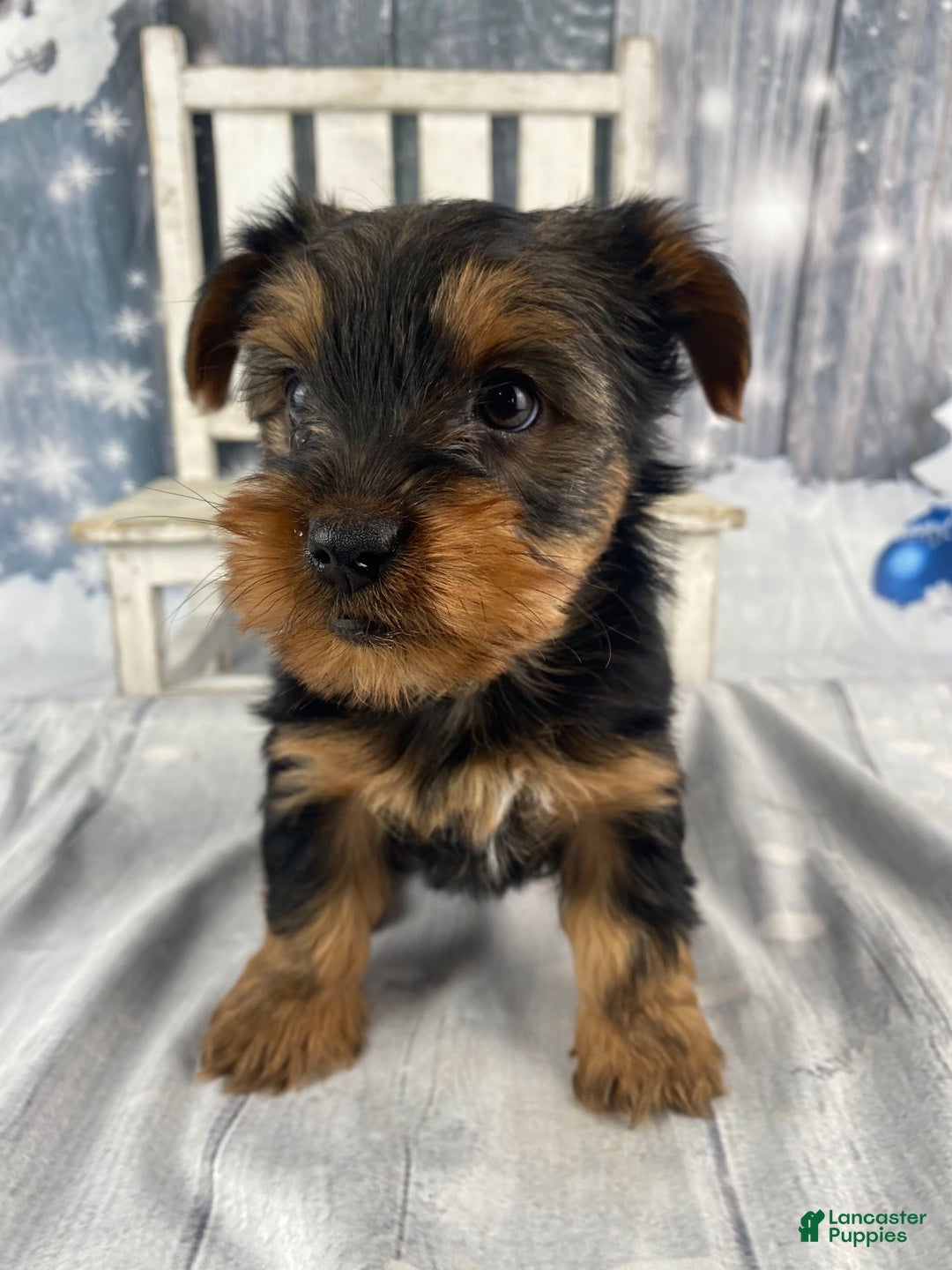 Yorkshire Terrier dogs for sale: Kylie - Ad 9
