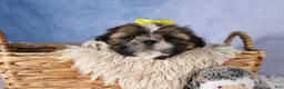 Shih Tzu dogs for sale: GISMO - Ad 5