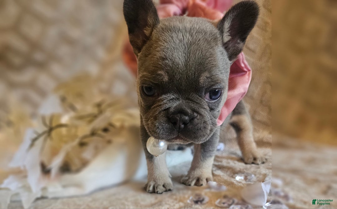 French Bulldog dogs for sale: Velour AKC Fluffy Carrier  - Ad 2