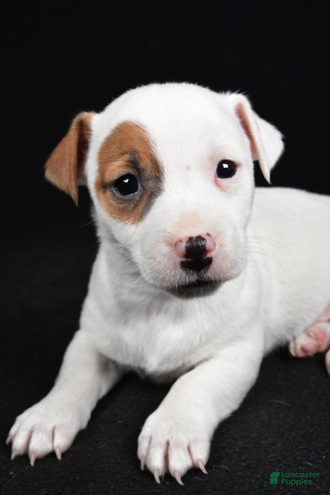 Jack Russell Terrier dogs for sale: Spots - Ad 11
