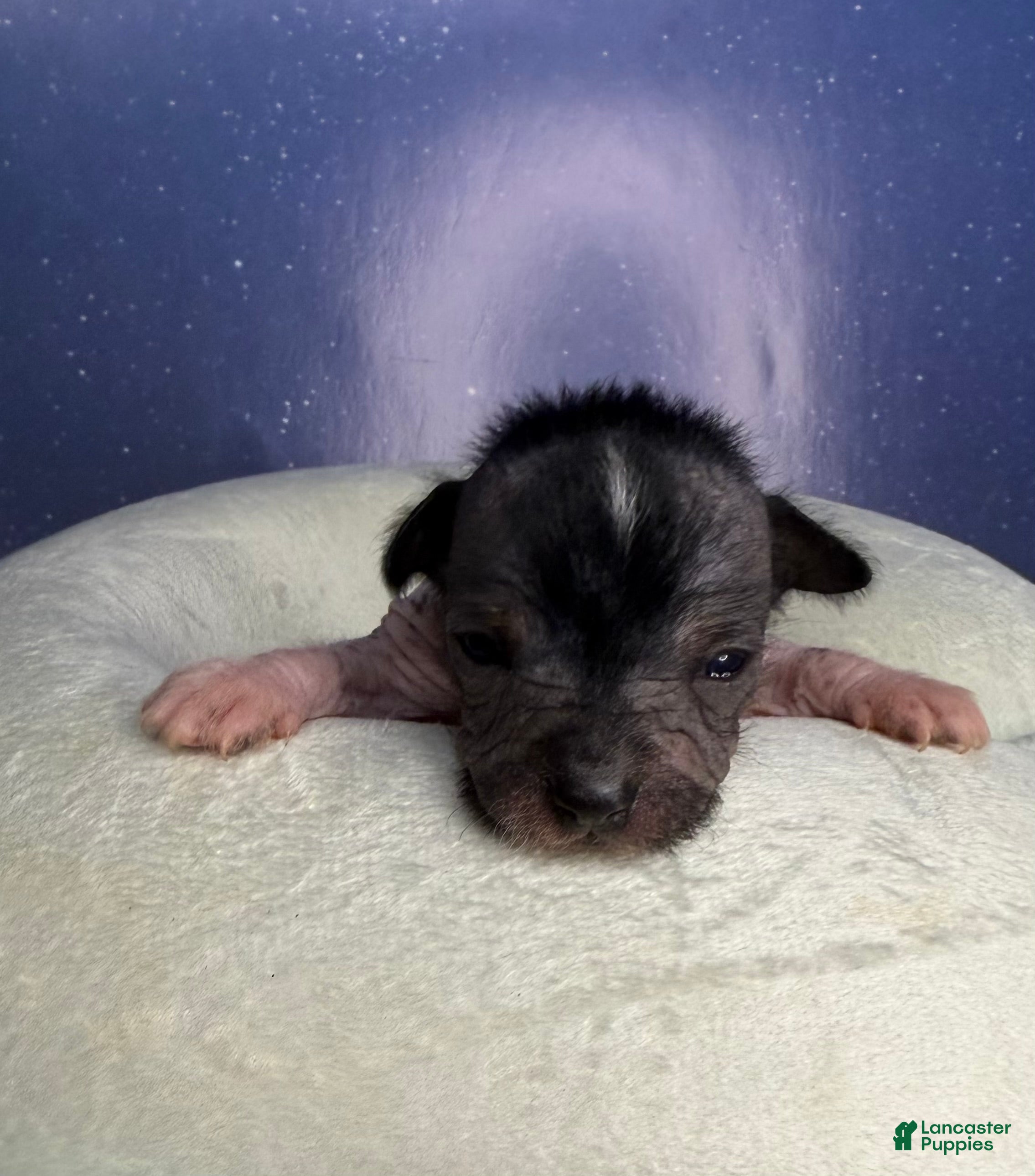 Mixed Breed dogs Mixed Breed Puppy 1 - Ad 1